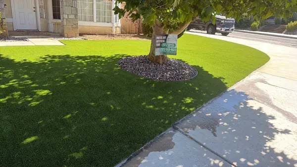 Turf front lawn around a mature tree