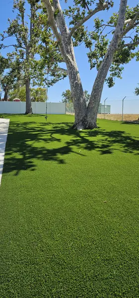 Turf lawn in the shade of a large oak