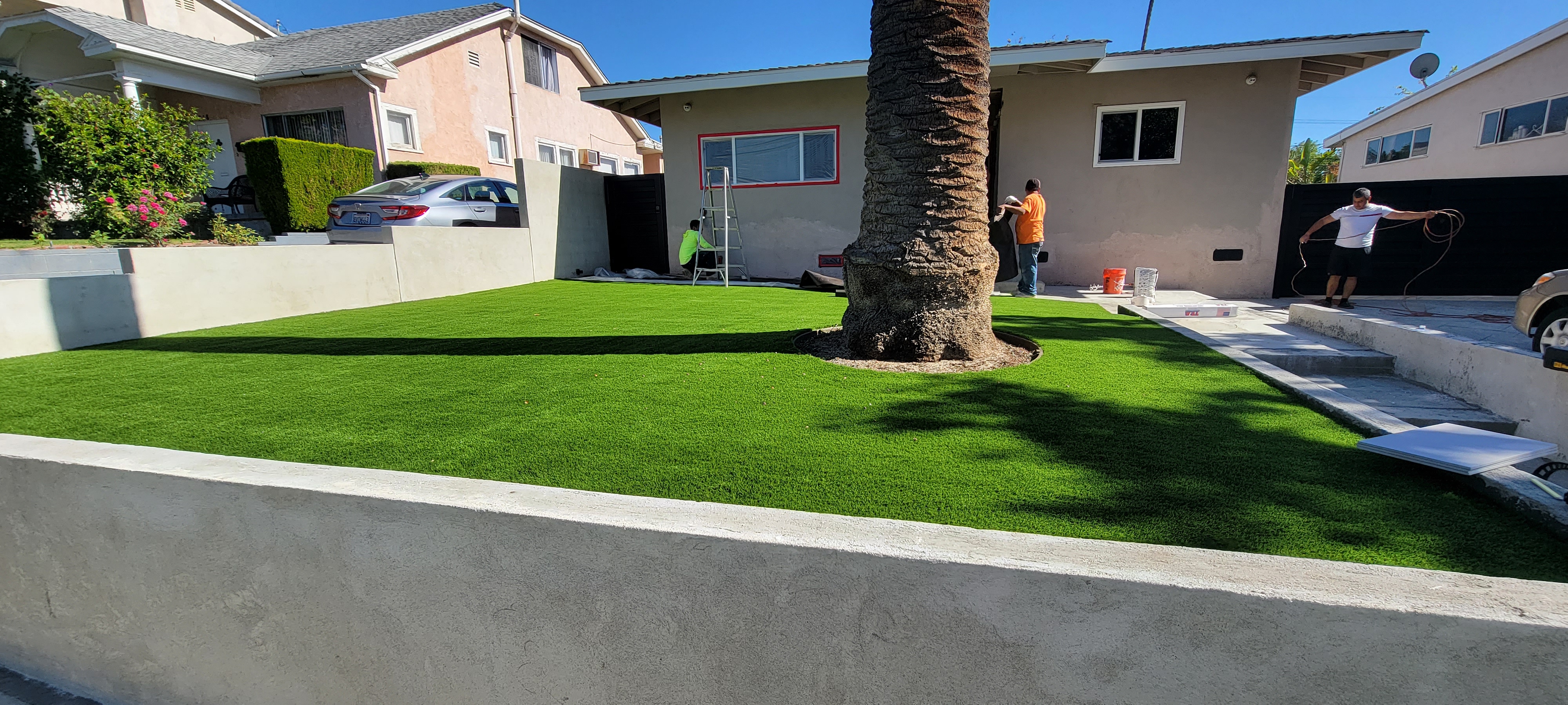 Front yard turf installation with palm tree